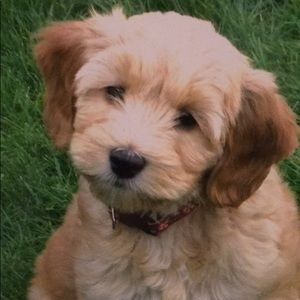 Meet your Posher, Josie